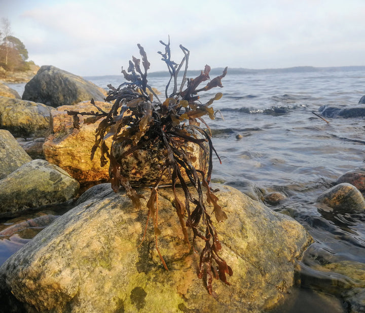 Algae Necklace