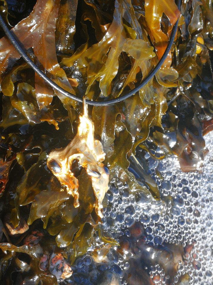 Alga Necklace