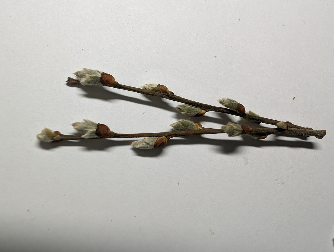 Twig Earrings