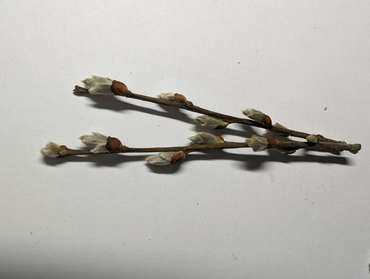 Twig Earrings